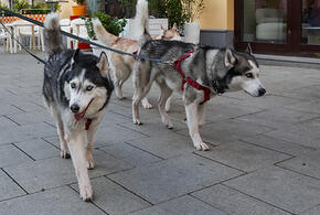 Валю Королева из Сочи собаки сделали инвалидом