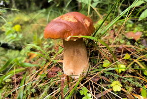 Азарт: россияне рассказали, для чего на самом деле собирают грибы 