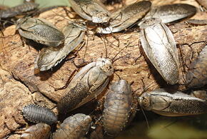 Четверо детей от 6 до 13 лет насмерть отравились парами дихлофоса под Красноярском