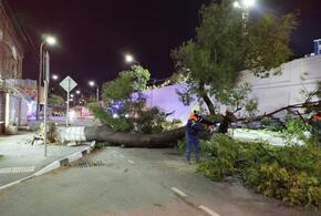 Что творится на побережье: ветер в Новороссийске повалил огромное дерево