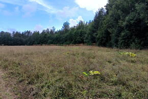 «Дохлятиной воняет»: власти Славянского района Кубани выявили источник нестерпимого запаха