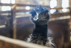Ее зовут Женя: стали известны подробности о сбежавшем кубанском страусе 