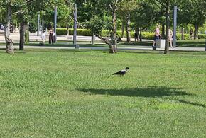 «Это не люди, а быдло»: ценители парка Галицкого в Краснодаре осудили посетителей, которые вытоптали газон