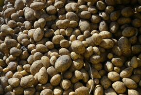 В ведомстве уверены, что такие меры приведут не к дешевизне, а к пустым полкам