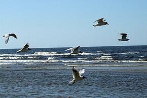 На Сочи идет шторм: до утра воскресенья будет бушевать сильный ветер, поднимутся большие волны