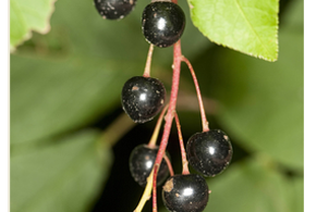 Снимает боль и борется с воспалениями: чем полезна черемуха – объясняют эксперты