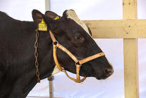 Учёные из России вживили коровам нейрочипы для увеличения надоев, электроды проникают глубоко в мозг