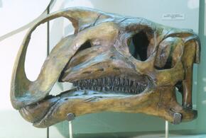 Учёные открыли новый вид динозавра, он умер с крокодилом во рту