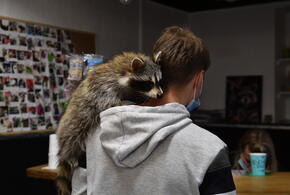 Люди нашли способ уберечь урожай, угощая зверьков кормом для кошек