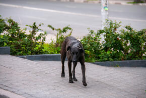 Городская администрация выплатит 25 тысяч рублей