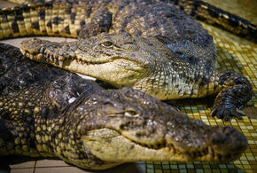 В Ейске закопали крокодилов, погибших при пожаре в зоопарке