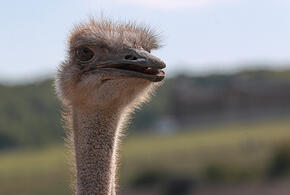 В горах на Кубани обнаружен одинокий страус