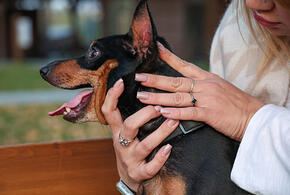 В РФ хозяев домашних животных хотят заставить маркировать своих питомцев