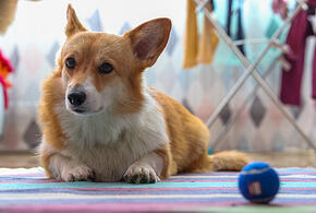 В Сочи два корги защитили маленьких детей от агрессивного алабая, свободно гуляющего около школы 