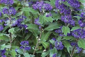 В Японском саду парка Галицкого в Краснодаре расцвела «синяя борода»