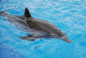 Станичники задаются вопросом, как он сюда попал