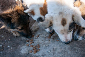 Жителей просят следить за питомцами и не выпускать их на самовольный выгул