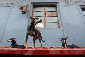 Драма произошла на улице Айвазовского