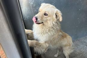 DOGMA запустила благотворительный проект помощи бездомным животным