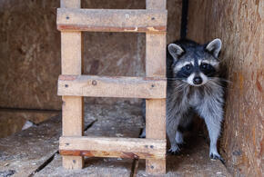 Откуда появились слухи?