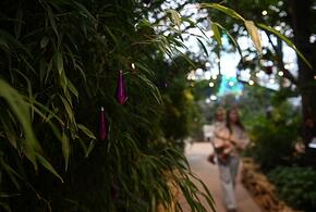 Где можно купить экзотические растения из питомников Сочинского национального парка