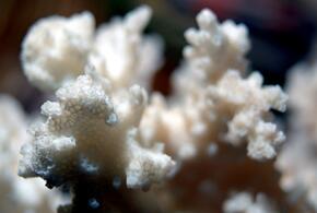 Глобальное потепление приближается стремительнее, чем рассчитывали, что уже происходит: опубликовано свежее исследование