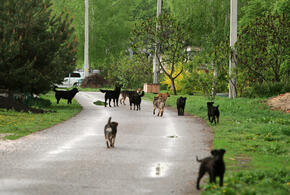 Стаи разносят мусор и нападают на прохожих