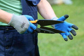 Рассказываем, как правильно удалить старые ветки и подготовить растения к следующему сезону