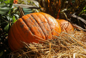 Кому можно, а кому опасно есть тыкву