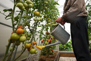 Хозяин обеспечил трудяг всем необходимым