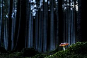 Кубанские неприятности: трое грибников не смогли самостоятельно выбраться из леса ночью, а их машина застрял в грязи