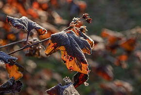 Мокрый снег пойдет на Кубани 16 октября
