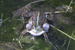 Сушеные личинки и другие гастрономические открытия