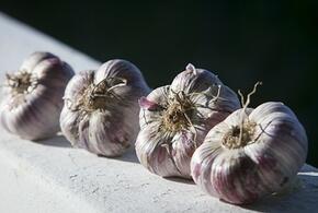 Нейтрализует действие лекарств и вызывает брожение в кишечнике: кому нельзя есть чеснок