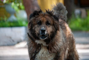 Истории жестоких нападений показывают, что проблема не надуманная