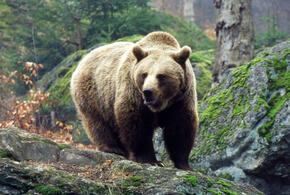 Отбивался от медведя, выживал как мог с серьёзной травмой: охотник провёл три дня без еды и воды в горах Чечни