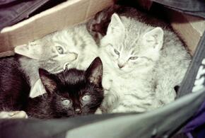 Расскажем, как питомцы успокаивают нервную систему