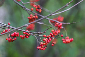 Погода на Кубани налаживается