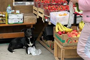 Правда ли, что собаки автоматически распознают страх человека, и как это происходит?