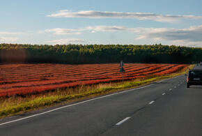 Семью из Ростова жестоко убили в Армении