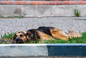 Собак выбросили: сколько животных отловлено и сколько остается в приюте Краснодара, рассказали власти