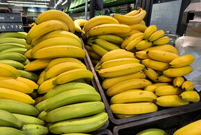 Стало известно, когда поспеют бананы, которые начали выращивать в Сочи