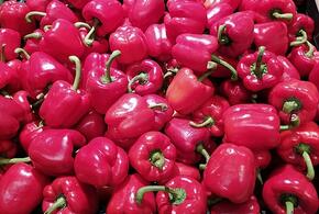 Тонны импортного перца с заразой завезли на Кубань