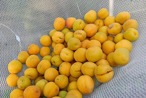 Врач рассказала об опасности абрикосовых косточек