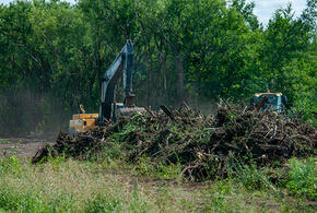 Жителя Новороссийска будут судить за незаконную вырубку деревьев на 1,5 млн рублей