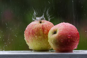 После гранатов Кандагар поставляет еще одну партию фруктов