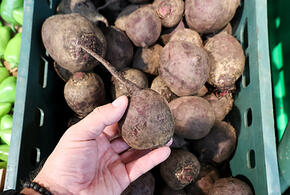 Эксперты назвали корнеплод, который выводит токсины из организма