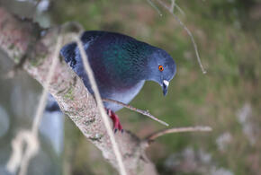 Технология усиливает естественные реакции птицы