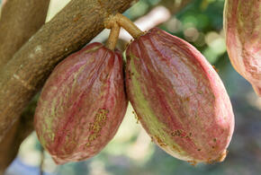 Интересный факт: какао спасёт от негативных последствий сидячего образа жизни