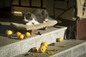 Какая погода ждёт кубанцев на выходных? Спойлер: вам понравится